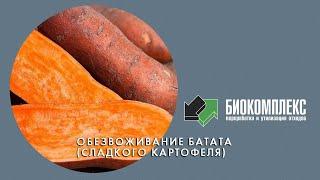 Обезвоживание батата (сладкого картофеля)