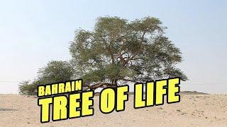 The tree of life Baharin , middle east, mysterious thing of earth, ജീവന്റെ വൃക്ഷം Bahrain ,