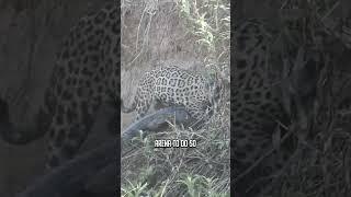  Jaguar vs. Crocodile  #wildlife  #animals