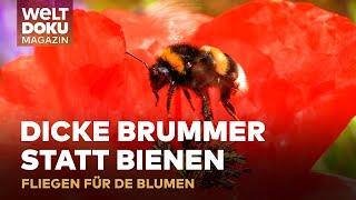 HUMMELN STATT BIENEN: Bunte Brummer & fleißige Bestäuber für die Blumenvielfalt | WELT Doku Magazin