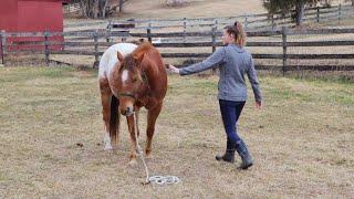 Horse Groundwork Exercises for Building Trust