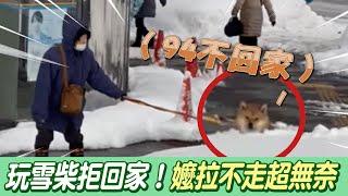 日本固執柴玩雪拒回家！ 阿嬤牽兩繩拉不動超無奈@吃瓜第一排teatime