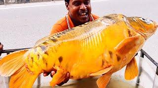 Biggest Ever I Seen! Giant  Carp Fish Cutting Live In Fish Market | Fish Cutting Skills