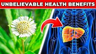 The MIRACULOUS Healing ABILITY of a Small Plant!