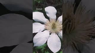 White Flower  @TheYouTubeKP  #whiteflower #flowers #flower #flowersofinstagram  #shorts