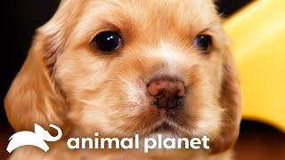 The Most Adorable Animal Moments You Need To See | Too Cute! | Animal Planet