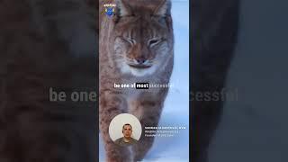 Eurasian lynx history in the Dinaric Alps with Vedran Slijepčević, DVM | Rewildology Podcast