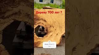 Слэб дуба шириной 4 метра ??Авторская мебель инстаграм @relict_wood