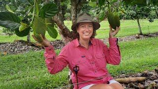 Jackfruit tree pruning during fruit set | boundary clearing