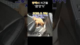 동백이 자견 분양기 #shorts