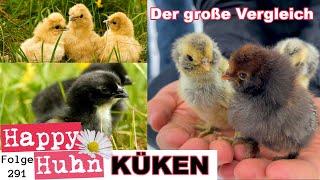 Das große KÜKEN-SPEZIAL mit 20 verschiedenen Hühnerrassen im Vergleich zu den Küken! HAPPY HUHN E291