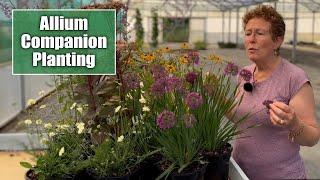 Companion Planting for Perennial Alliums Idea | How To Build A Garden Border