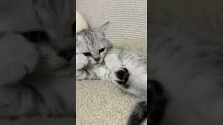 팔괴고 드라마 보는 냥이