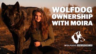 MEET MOIRA AND HER TWO WOLFDOGS || Wolfdog Awareness