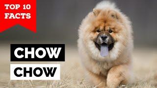 Chow Chow - Top 10 Facts