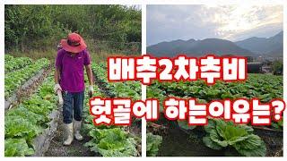 배추2차추비  배추2차추비 헛골에하는이유는 배추추비시기 [배추재배방법]