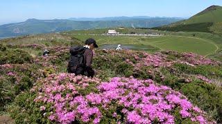 阿蘇・草千里のミヤマキリシマが見頃