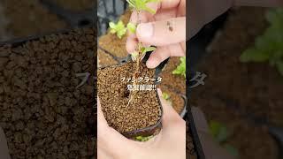 1ヶ月前に挿し木にしたフォークイエリアたちが発根しました！#塊根植物 #コーデックス #caudex