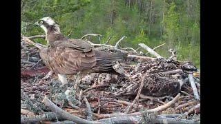 Ossi returns with fish for the survivors after the fatal attack: Satakunta Osprey Nest1 25 Jun 2021