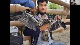 Telemetry day1 session2  Urvi Gupta Black Kites and their relationships with anthropogenic resources