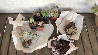 Plant haul! Unboxing from Succulents Depot