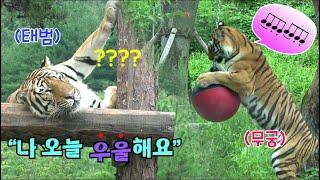 [4K] 태범 무궁 백두대간  한국호랑이 태범이가 우울해요... 근데 왜 웃기죠ㅋㅋ (무궁이는 신나 /동물 korea tiger)