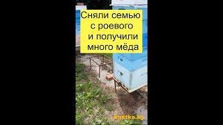 Сняли семью с роевого и получили много мёда.