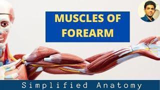 MUSCLES OF FOREARM- ANTERIOR COMPARTMENT( Anatomy Simplified)-Part 1