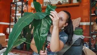 Rare Plant Fairy Unboxing. New Philodendron Haul From Ecuagenera. Unbox & Chat With Me.