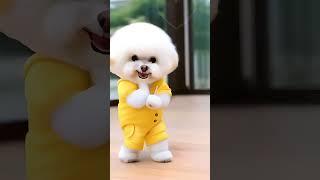 cute puppy beautiful dance #0259