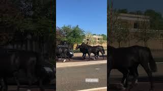 Royal guard horses out for a walk in Hyde Park #royalhorseguard #royalguard #horseguard