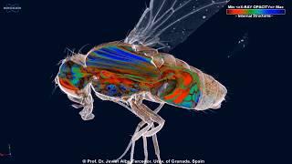 Micro-CT study of the Fruit fly (Drosophila melanogaster)