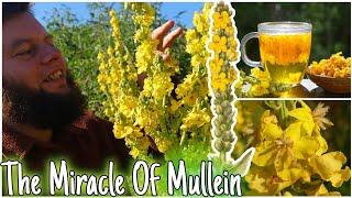 The Miracle Of Mullein: Nature's Lung Healer 🫁 Health Benefits, Uses & Identification