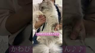 子猫販売ねこランド春日部西口店　　　　　　　　　【かわPリンちゃん】 #癒し #猫 #ねこ #サイベリアン #ネコ　#猫動画  #shorts