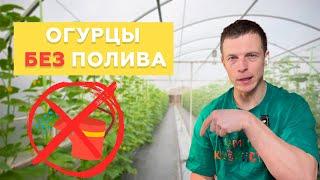 Вырастить огурец без полива? По этой методике вырастит даже в пустыне!