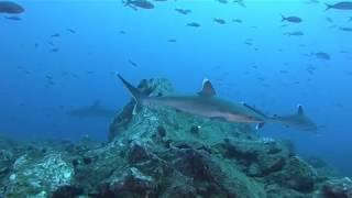 Silvertip Sharks of Socorro