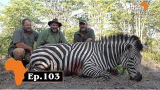 Chapmans Zebra and buffalo stalk ij the Zambezi area of Namibia. Afric's Sportsman Ep.103