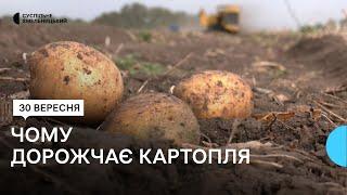 На Хмельниччині знизився врожай картоплі: що на це вплинуло та чим загрожує