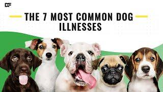 The Most Common Dog Illnesses And What You Can Do To Help