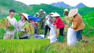 AMAZING - Sang Vy and his family harvest wet rice - a bountiful and happy harvest - SANG VY FARM