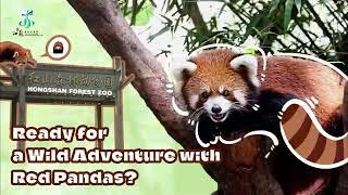 Ready for a Wild Adventure with Red Pandas?