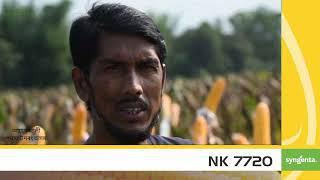 NK 7720 testimonials Video @syngentapaddy2877