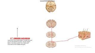 Dorsal Column Medial Lemniscus (DCML)