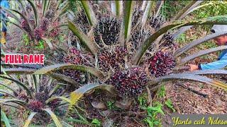 Panen sawit pokok rendah keterlaluan buah nya