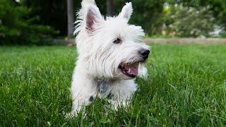 How to Create a Diet for West Highland White Terriers with Food Allergies