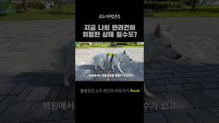 지금 키우는 반려견이 이런 행동을 한다면? #자궁축농증 #중성화수술