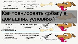 Как тренировать собаку в домашних условиях?