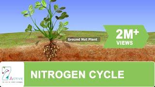 NITROGEN CYCLE