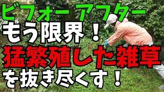 猛暑の夏に大繁殖した雑草を抜きまくり！／弟に退職勧告が来た！音声ナレーション入り。ひたすら雑草を抜きまくった動画と、原因不明の痺れで休職中の弟に「辞めてほしい」と所長さんから電話が来たお話です。