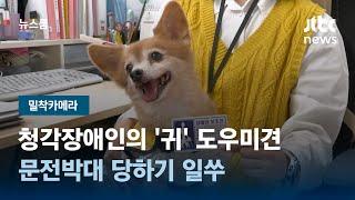 [밀착카메라] 청각장애인의 '귀' 도우미견…문전박대 당하기 일쑤 / JTBC 뉴스룸